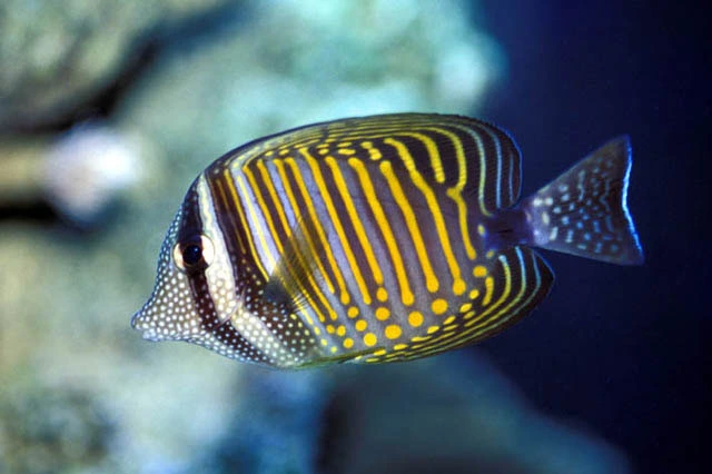 Zebrasoma desjardinii sejlfinnekirurg